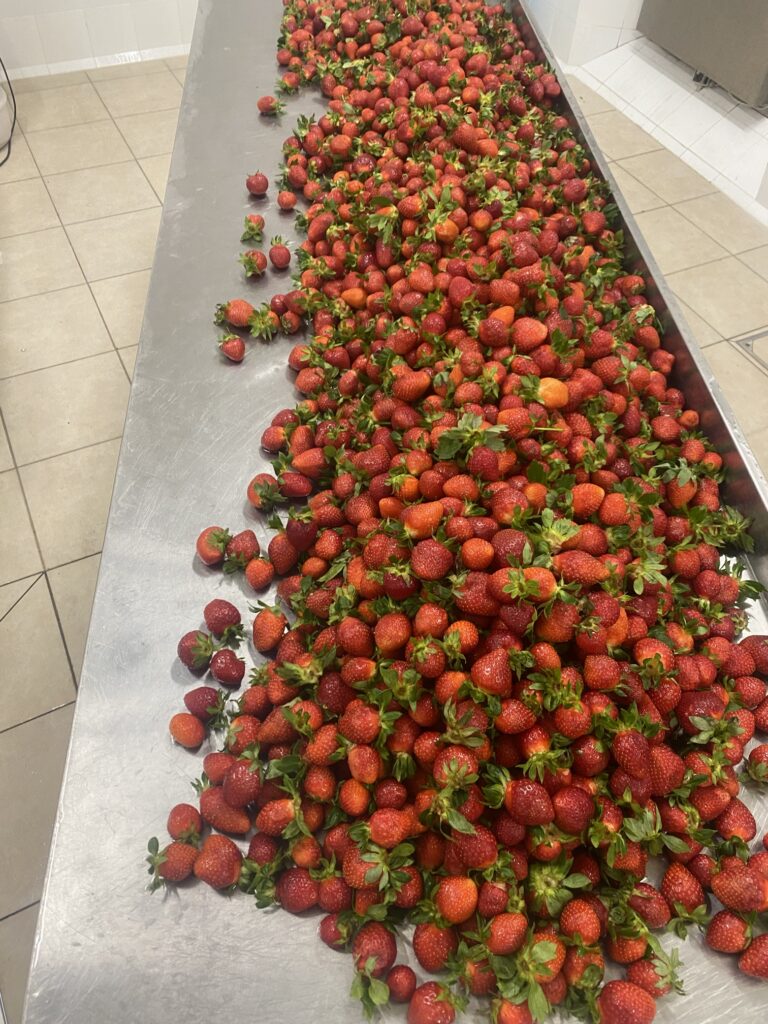 Fresh strawberries on the stainless steel workshop table
