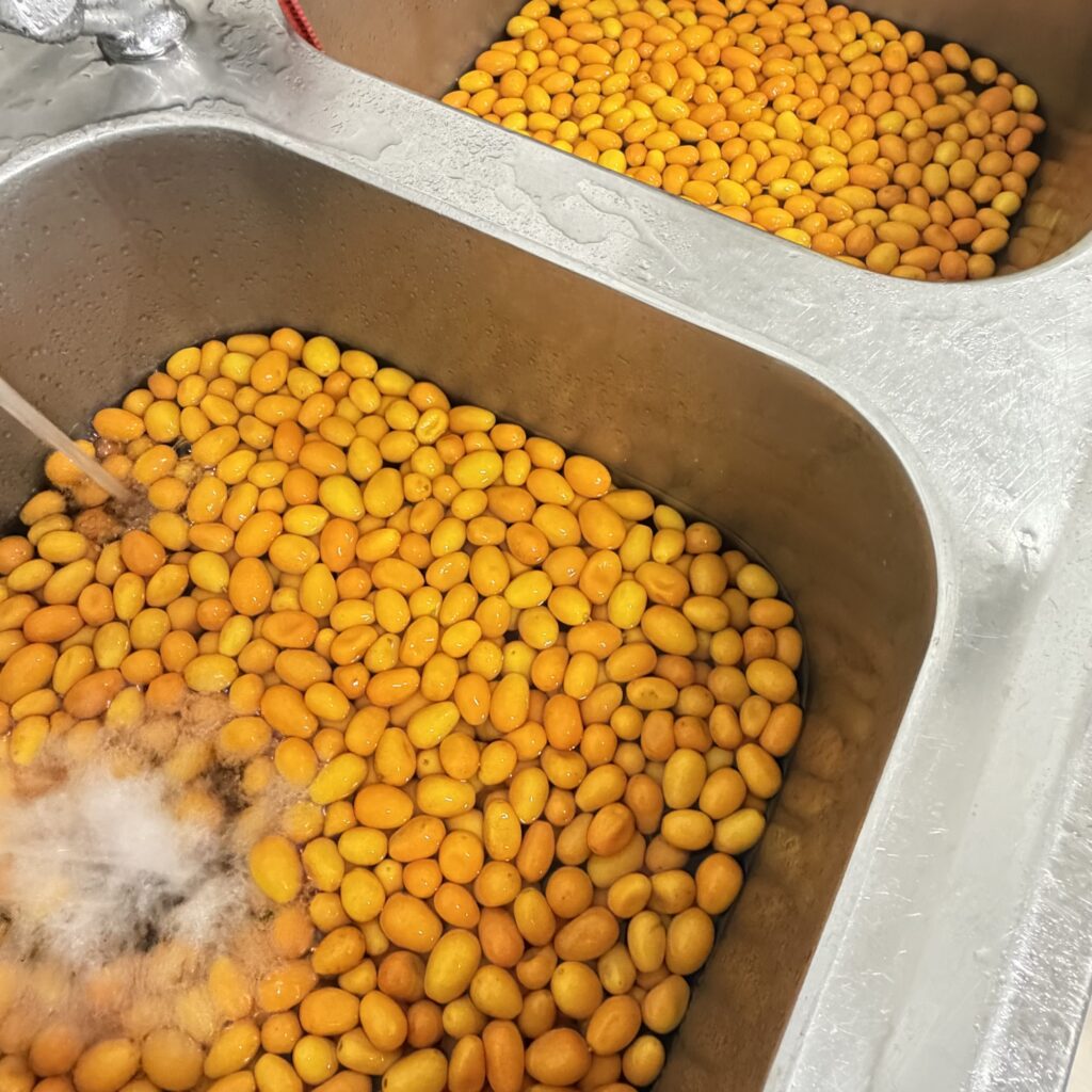 Kumquats being washed in the 4 Tastes workshop
