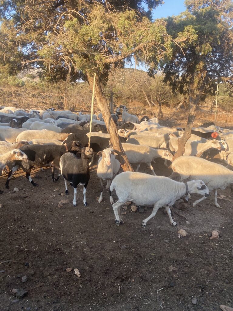 Sheep at a farm on Naxos