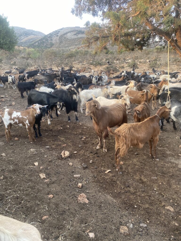 Goats at a farm in the mountains of Naxos