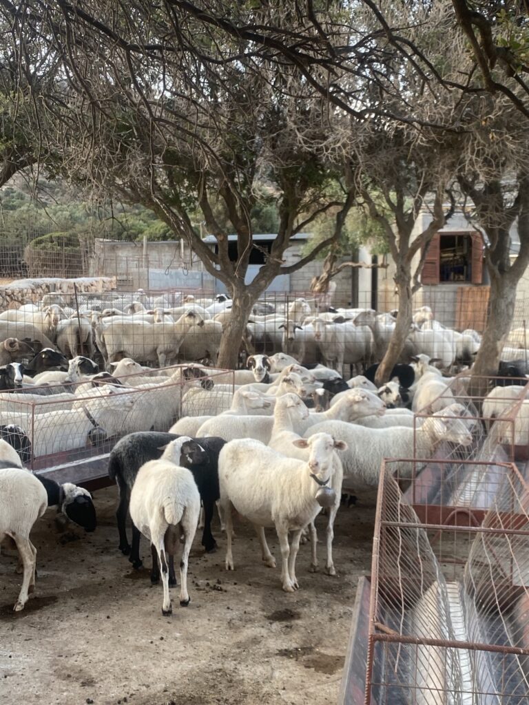 Sheep under the trees at a farm on Naxos