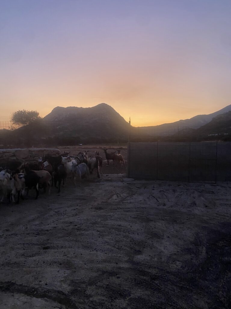 Goats at the farm at sunset, with the mountains of Naxos