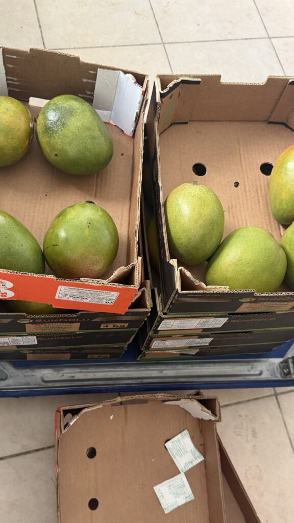 Fresh mangoes in crates